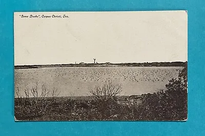 CORPUS CHRISTI Texas Some Ducks TX Vintage Postcard • $3