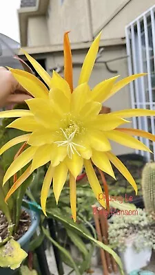 Epiphyllum Orchid Cactus “King Ransom ” 8inch Cutting Stem Unrooted. • $11