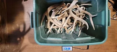 Lot Of 12lbs 14oz All Sizes Whitetail  Mule Deer Elk Sheds B And C Grade Antlers • $54