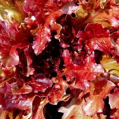 Red Salad Bowl Lettuce Seeds | NON-GMO | Heirloom | Fresh Garden Seeds • $160