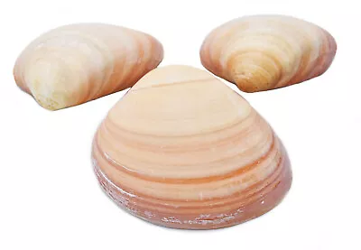 3-Pack: Large Pink Quahog Clam Shell (4-5 ) Beach Crafts Decoupage Aquarium • $11.99