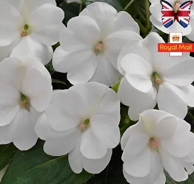 Impatiens 25 Seeds Busy Lizzie Infinity White Large Pure Garden Walleriana • £1.59