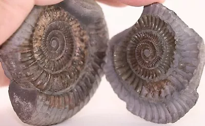 Fossil Ammonite Dactylioceras Pos-Neg Fits Together! Jurassic England COA 4330 • $49.95