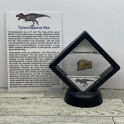 Tyrannosaurus Rex  T-Rex  Jawbone Fossil Fragment In Display Case • $49.99