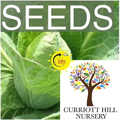 🇬🇧 CABBAGE  Wheelers Imperial  450 Vegetable Seeds. • £1.99