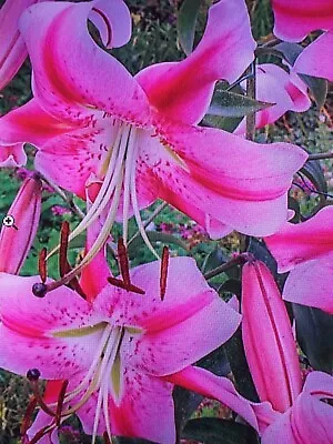 Tree Lily Anastasia Plant In 13cm Pot Approx. Pink And White... • £3.99