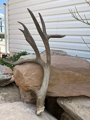 Unique Mule Deer Shed ~ Antler ~ Decor • $105