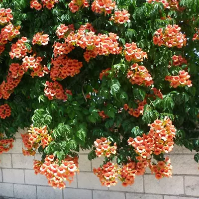 Campsis 'Radicans' Trumpet Vine Deciduous Shrub Garden Climber Plant | 9cm Pot • £12.99