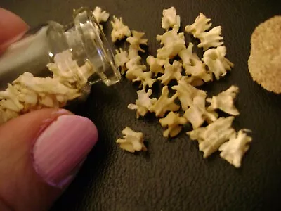 VERTEBRAE BOTTLE Real Bones For Steampunk Jewelry Or Magic Crafts TAXIDERMY LOT • $16.99