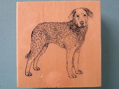 Realistic Chesapeake Bay Retriever Dog STAMP GALLERY Rubber Stamp • $11.99