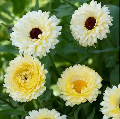 Flower - Calendula - Snow Princess - 100 Seeds • £1.25