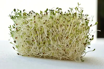 £4.05 • Buy ORGANIC Microgreens Sprouting Seeds Healthy Superfood Nutritional Salad 30 Type