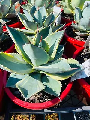 Agave Dorado • $61.45