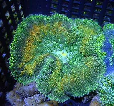 WYSIWYG Orange Ringed Mini Maxi Carpet Anemone Coral-Marine Coral SOFT Frag • £0.99