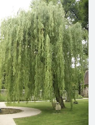 Salix X Sepulcralis Var. Chrysocoma-Golden Weeping Willow 5 Cuttings  Picture 2 • £13