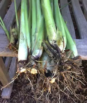 5 Live Lemongrass Stalks Plugs Cymbopogon Sereh Plant Healthy Herb Lemon Grass • $12.50