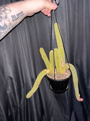 Cleistocactus Winteri Golden Rat Tail Cactus • $10