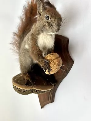 Taxidermy Real Squirrel Stuffed Mammals Mount Animal Sciurus Vulgaris Home Decor • $220