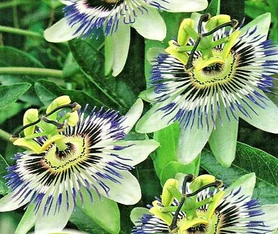 £1.69 • Buy Passiflora - Passion Flower - Perennial Climber - 20 Flower Seeds  /1220