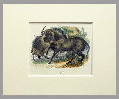 £24.53 • Buy (P1) 1863 Original Antique Engraving Hand Colored MAMMALS  (05152)