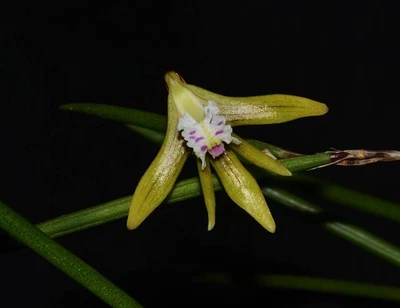 $16 • Buy Orchid Species Dendrobium Mortii