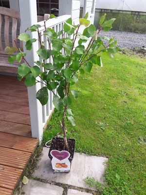 £34.99 • Buy Dwarf Patio Miniature Victoria Plum Tree, In A 5L Pot,  Self-Fertile