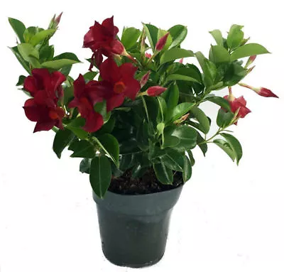 Red Brazilian Jasmine Live Plant 6  Pot Indoors Outdoor Mandevilla Garden Yard • $59.99