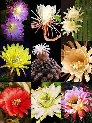 NIGHT BLOOMING CACTUS MIX  Rare Garden Cacti Exotic Desert Succulent  200 Seeds • $11.99