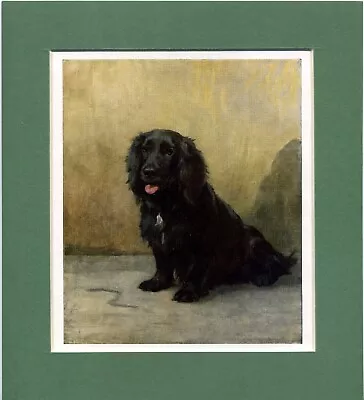 Maud Earl ~ Cocker Spaniel ~ Gundog Colour Print Genuine Vintage 1930 • $12.43