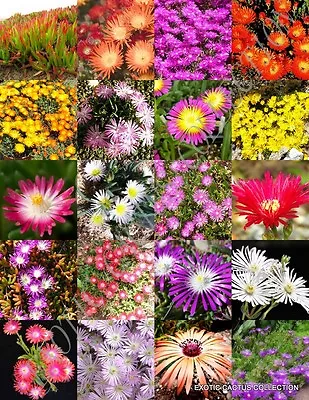 ICE PLANT MIX Rare Mesembs LIVINGSTONES Succulent Mesembryanthemum Seed 20 SEEDS • $8.99