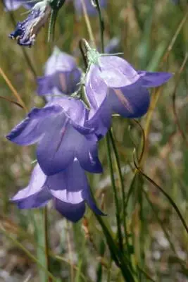 Harebell Wild Blue Bellflower HP Campanula Rotundifolia So Pretty 200 Seeds • £3.80