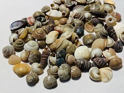 500+ Tiny Mixed Seashells Assorted Craft Shells Mix US Seller Free Ship! • $9.99