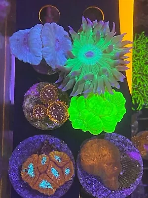 FREE SHIPPING - SIX FRAGS - Live Assorted Corals - Easy-Medium Soft & SPS & LPS • $167.99