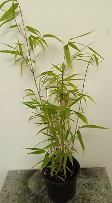 Fargesia  Bamboo 50cm Outdoor Potted Garden Evergreen Hedge Plant In 1ltr Pot. • £20.90