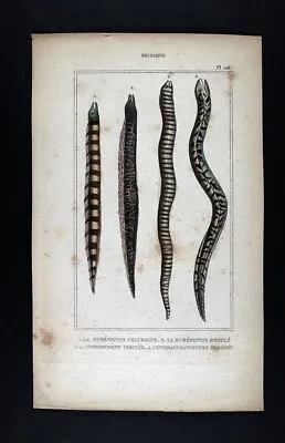 1845 Lacepede Fish Print Moray Eel Muraenidae Species Colubrine Ondule Cerclee • $23.99