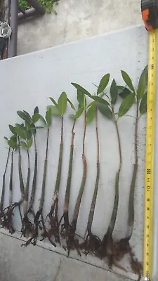 12 Red MANGROVES 16 -22  Plants W/ Growing Root & Leaves Aquarium Terrarium Pond • $99