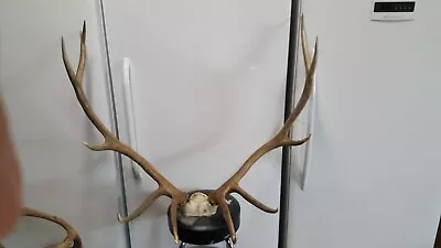 Nice TALL Wide 6x6 ELK ANTLERS Rack Taxidermy Deer Mule Whitetail Sheds Moose • $295