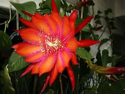 Epiphyllum 'Coral Dance' Orchid Cactus Cutting 8 -10  Long • $9
