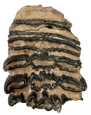 Wooly Mammoth Tooth - North Sea Fossils - UK • $124.46