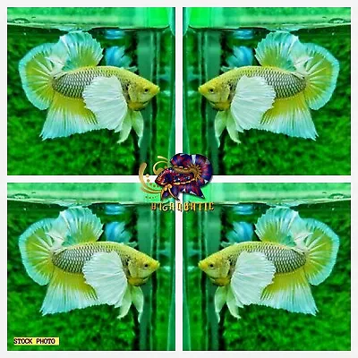 Live Betta Fish High Quality - Good Form MALE Dumbo Yellow Pineapple-USA Seller • $19.95