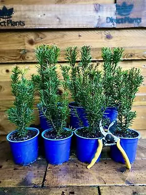 Taxus X Media Hicksii Evergreen Yew Hedging Trees Pack Of 10 In 1.5 Litre Pots • £49.99