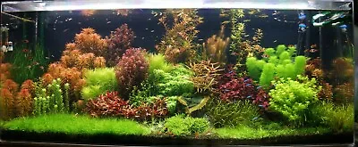 £11.75 • Buy 25 Live Aquarium Aquatic Plants - Fish Tank Tropical Coldwater Fern 