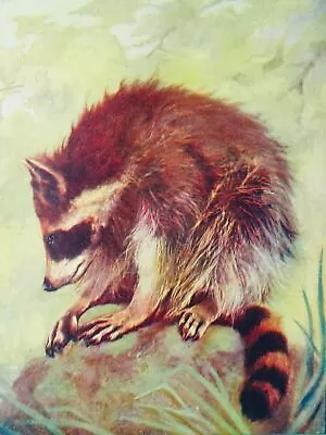 C1906 Original Zoology Print CENTRAL AMERICAN RACCOON Living Animals • $16.11