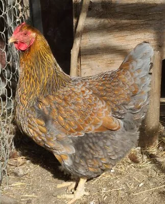 £6.08 • Buy 6 Standard Blue Laced Red, Blue Gold Laced, Gold Laced Wyandotte Hatching Eggs