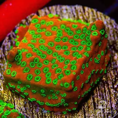 WA Sunset Montipora - Live Coral Frag • $32.99