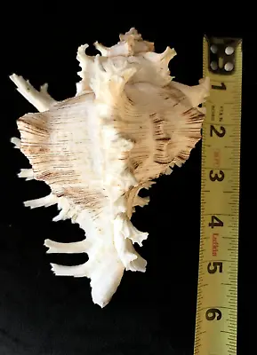 Large Ocean 5.7” 141.8mm Chicoreus Ramosus Ramose Murex Conch Seashell Rare • $24