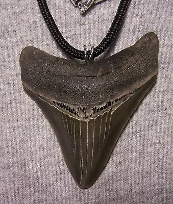 Megalodon Shark Tooth Necklace 2 3/4  Fossil Teeth Pendant Jaw SERRATED GEM • $65
