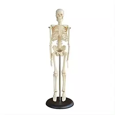 Skeleton Articulated 42cm Medical & Lab Equipment • $159.90