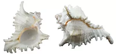 1 Piece Murex Ramosus Sea Shell 7 To 8 Inch Size • $16.65