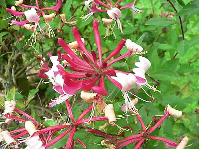 Lonicera Periclymenum Winchester Honeysuckle Scented Climber 9cm & 17cm Pot • £9.80